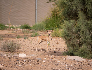 Fototapeta na wymiar Arabian Reem Gazelle Fawn in natural habitat conservation area, Saudi Arabia 