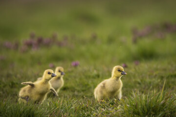 Gänseküken auf der Wiese als Close up