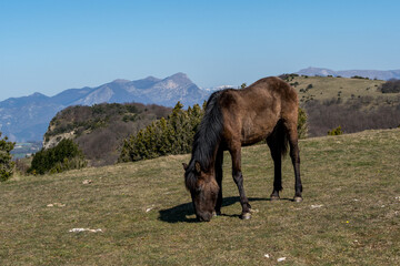  horse live in freedom on the heights of the Drôme provençale