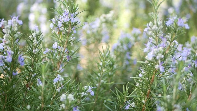 Rosemary salvia herb in garden, California USA. Springtime meadow romantic atmosphere, morning wind, delicate pure greenery of aromatic sage. Spring fresh garden or lea in soft focus. Flowers blossom.