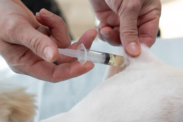 
The doctor vaccinates a Shi tzu dog. Subcutaneous injection. Close-up. The background. Place for an inscription.