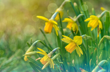 Bright yellow spring flowers of daffodils in city park	