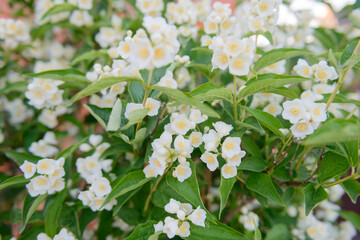 White jasmine flowers on branches with green leaves