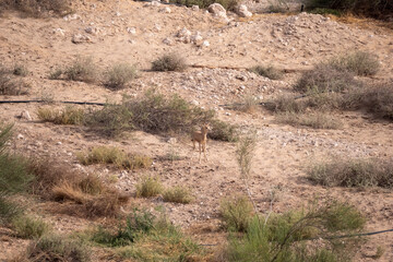 Arabian Reem Gazelle Fawn in natural habitat conservation area, Saudi Arabia  