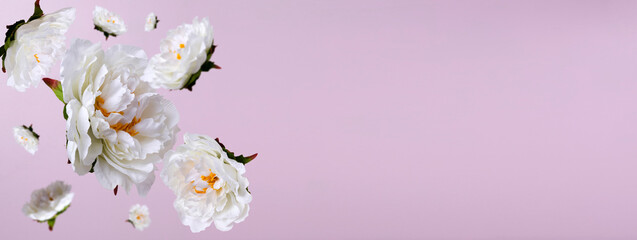 Flying white peonies against pink background.Banner for beauty or greeting design