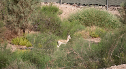 Arabian Reem Gazelle Fawn in natural habitat conservation area, Saudi Arabia  