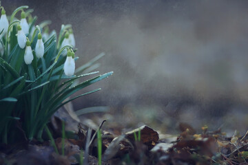 Fototapeta na wymiar white wild snowdrops in spring forest, beautiful wildflowers in March