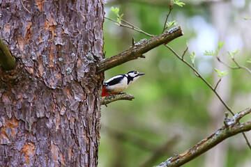 Fototapeta premium spotted woodpecker on tree, springtime beautiful forest bird in spring