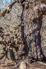 Old Warty Tree