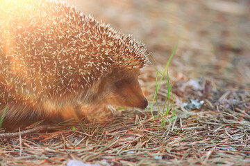 animal wild in nature hedgehog in the forest, european hedgehog runs
