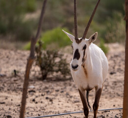Arabian Oryx in captive natural habitat conservation program in Saudi Arabia