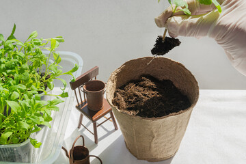 A woman in white gloves transplants tomato seedlings into a separate peat pot. Healthy food...
