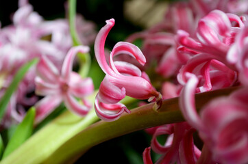 pink hyacinths macro shooting close-up in a beautiful pot on a background of greenery, bouquet of hyacinths