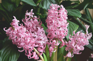 pink hyacinths macro shooting close-up in a beautiful pot on a background of greenery, bouquet of hyacinths