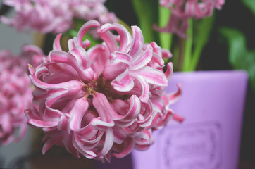pink hyacinths macro shooting close-up in a beautiful pot on a background of greenery, bouquet of hyacinths