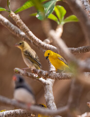 Arabian Golden Sparrow yellow tropical bird in the Eastern Province of Saudi Arabia