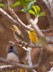 Arabian Golden Sparrow yellow tropical bird in the Eastern Province of Saudi Arabia