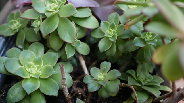 Succulent plants collection, gardening in California, USA. Home garden design, diversity of various botanical hen and chicks. Assorted mix of decorative ornamental echeveria houseplants, floriculture.
