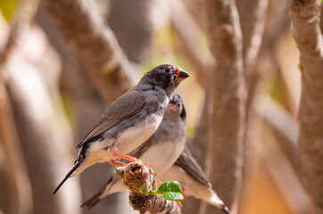 Black cheek Zebra Finch tropical bird in the Eastern Province of Saudi Arabia