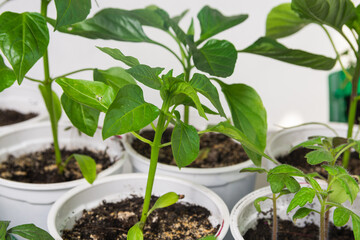 Pepper and tomato seedlings grown at home are prepared for planting in the garden. Healthy food concept