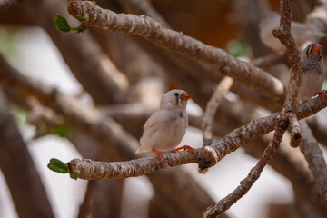 Female Zebra Finch tropical bird in the Eastern Province of Saudi Arabia