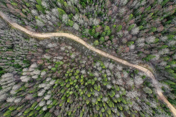 summer road top view drone, nature landscape background