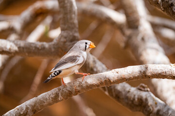 Female Zebra Finch tropical bird in the Eastern Province of Saudi Arabia