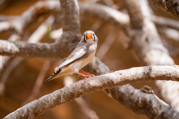 Female Zebra Finch tropical bird in the Eastern Province of Saudi Arabia