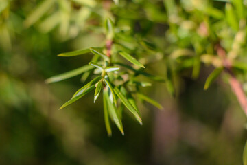 Obraz premium Close up of plant