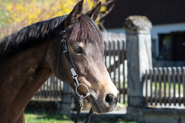 Fototapeta premium Reitpony