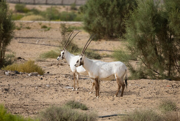 Arabian Oryx in captive natural habitat conservation program in Saudi Arabia