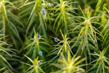 Cool grass with drops of dew