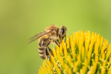 Beautiful honey bee closeup on flower gather nectar and pollen. Animal sitting for pollination. Important insect for environment ecology ecosystem. Awareness of nature climate change sustainability
