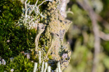 Tiny mushroom / fungus