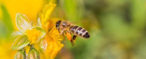 Honey bee with pollen pellets flight to gather nectar flower. Animal flying to pollination. Important insect for environment ecology ecosystem. Awareness of nature climate change sustainability