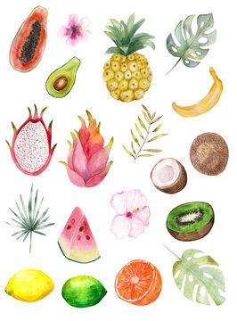 Watercolor illustration. Set of tropical bright fruits and tropical plants in a watercolor style. Avocado, coconut, kiwi, pitaya, lemon, lime, orange, watermelon, banana, papaya, hibiscus, palm.