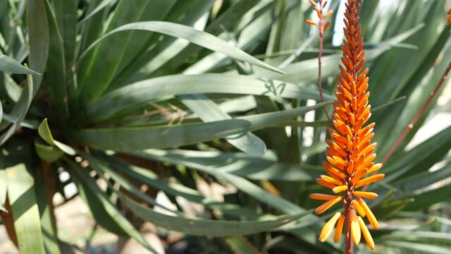 Aloe succulent plant red flower, California USA. Desert flora, arid climate natural botanical close up background. Vivid juicy bloom of Aloe Vera. Gardening in America, grows with cactus and agave.