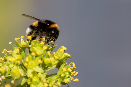 Furry bumblebee (Bombus Terrestris) sitting on the blossoms of an ivy and drinking nectar. The bumblebee is covered with pollen that reflects in the sunlight.