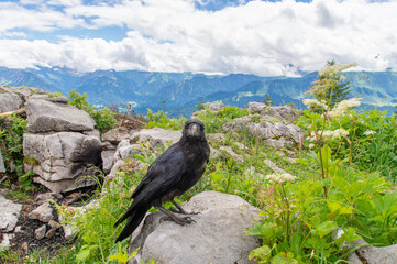 Kolkrabe auf dem Besler im Allgäu
