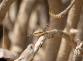Black cheek Zebra Finch tropical bird in the Eastern Province of Saudi Arabia