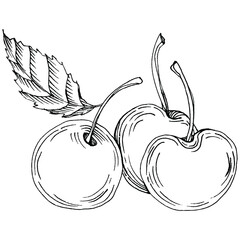 Cherry sketch drawing isolated. Black and white clip art isolated on white background. Antique vintage engraving illustration.