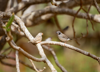 Black cheek Zebra Finch tropical bird in the Eastern Province of Saudi Arabia