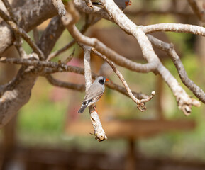 Black cheek Zebra Finch tropical bird in the Eastern Province of Saudi Arabia