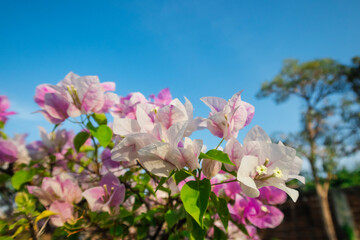 bougainvillea flower bloom in garden