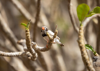 Black cheek Zebra Finch tropical bird in the Eastern Province of Saudi Arabia