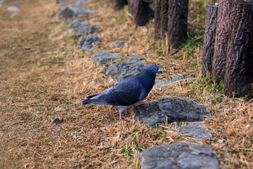 大阪城公園　関西　日本