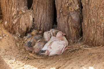 Newly hatched Indian fantail pigeon chicks in captive aviary