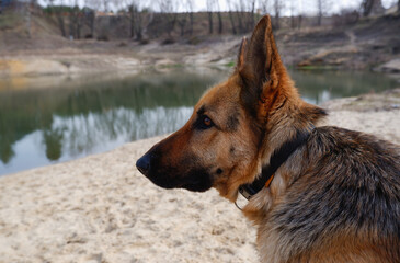 German shepherd dog in profile close-up on the sandy shore of the lake. Walking with your pet in the spring.