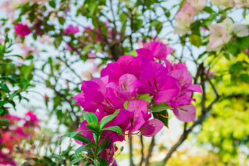 Fototapeta na wymiar bougainvillea flower bloom in garden