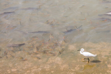 Egrets are fishing for food  by the river